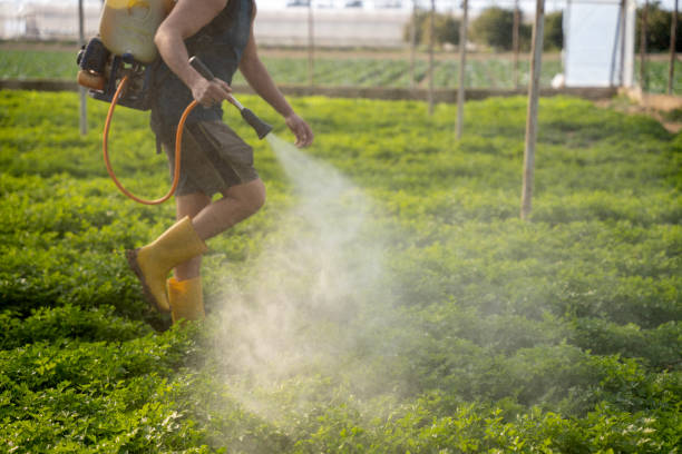 Best Local Pest Control Services  in Brooksville, FL