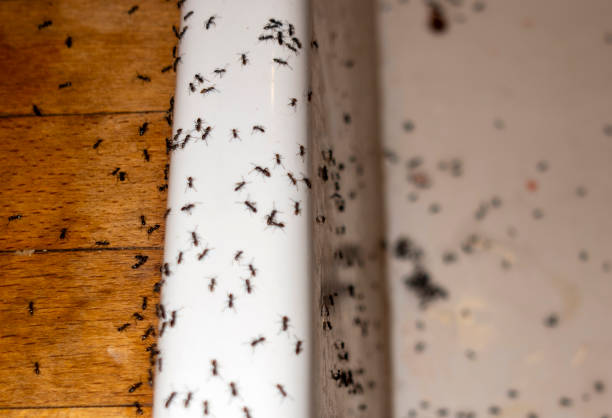 Best Rat Extermination Near Me  in Brooksville, FL